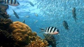 A new study offers a 500-million-year perspective on how photosymbiosis has shaped coral success.  (Source: University of Bristol )