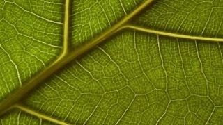 In den Zellwänden von Pflanzen dient Cellulose als Gerüst, als eine Art Skelett.  (Bild: iStock)