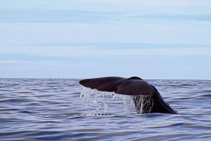 Tiere – beispielsweise Wale – geben die unterschiedlichsten Lautäußerungen von sich. (Symbolbild)