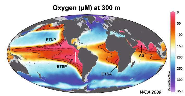 Die marinen Sauerstoffminimumzonen. Gezeigt wird die Sauerstoffkonzentration in 300 Meter Wassertiefe. Ca. 30- 50% aller Stickstoffverluste laufen ab in nur 0,1% der Weltmeere. (Abbildung modifiziert nachWorld Ocean Atlas 2009 (http://www.nodc.noaa.gov)) (Bild: Max-Planck-Institut für Marine Mikrobiologie)