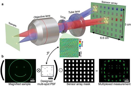 Aufbau und Funktionsweise des kompressiven Mikroskops: (a) Das optische System nutzt ein diffraktives Element, um das Licht gezielt auf ein 48-Sensor-Array zu verteilen; die physikalischen Lücken zwischen den Einzelsensoren bleiben dabei erhalten. (b) Das zugrundeliegende mathematische Modell codiert die in den Lücken liegenden Bildbereiche über eine maskierte Faltung kompressiv mit. Das vollständige Gesamtbild wird im Anschluss per Software über ein inverses Rechenverfahren rekonstruiert.(Bild:  University of California, Berkeley)