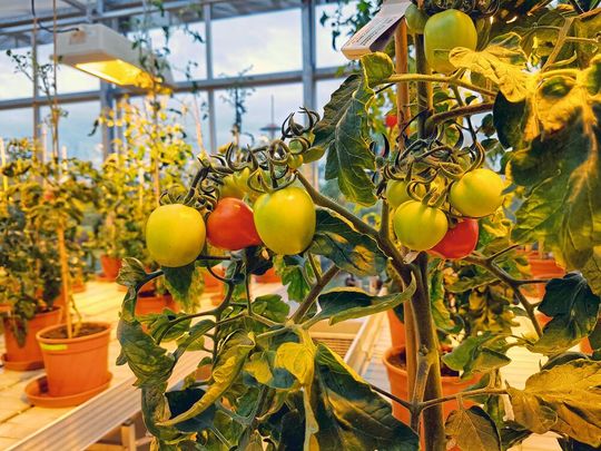 Tomatenanzucht zu Forschungszwecken im IPB-Gewächshaus Tomatenanzucht zu Forschungszwecken im IPB-Gewächshaus
