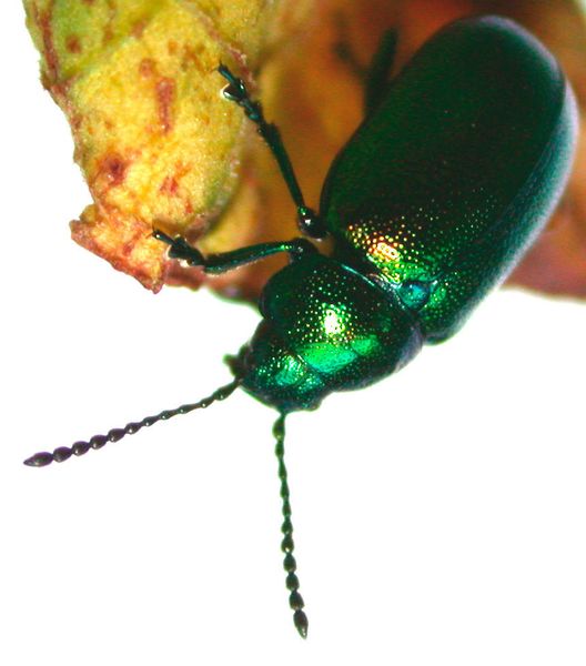 Grüner Sauerampferkäfer (Gastrophysa viridula)  (© Functional Morphology and Biomechanics, Uni Kiel )