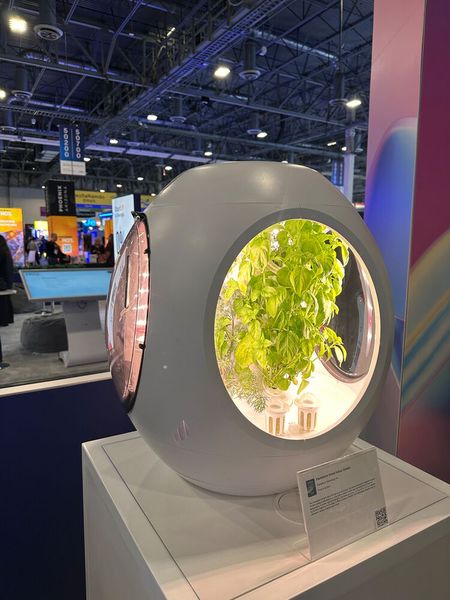 Mein Basilikum geht immer ein - vielleicht brauche ich ja so ein Gewächs-Ei. (Bild: Vogel IT-Medien)