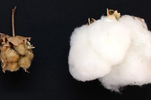Wild cotton, on left, has short, brown, and coarse fibers, while modern domesticated cotton has white, fine and abundant fibers. A new study led by Iowa State University scientists identified the northwestern Yucatan Peninsula in Mexico as the original source of domesticated cotton.(Source:  Corrinne Grover/ Iowa State Universit)