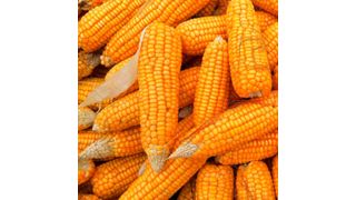 CHS ethanol plants manufacture the alcohol-based renewable fuel via an advanced fermenting and distilling process that efficiently converts corn into simple sugars. (CC0 Pixabay)