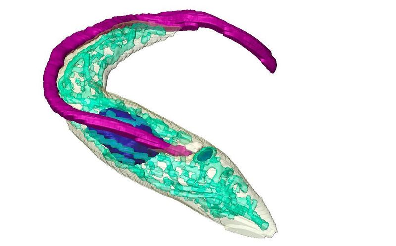 3D-Repräsentation des einzelligen Parasiten Trypanosoma brucei. Hervorgehoben sind das der Fortbewegung dienende Flagellum (violett), die DNA (blau) und das Mitochondrium – das sogenannte Kraftwerk der Zelle (türkis). (© J. Tyc/S. Vaughn, Oxford Brookes University.)