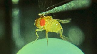 Im Verhaltensexperiment läuft eine Fruchtfliege auf einem luftgepolsterten Ball.  (Madhura Ketkar, AG Silies)