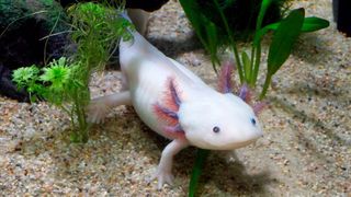 So wie das Axolotl nie seinem Larvenstadium entwächst, ist auch eine als Perpetual Beta ausgelieferte Software nie ganz fertig. (Bild: LaDameBucolique)