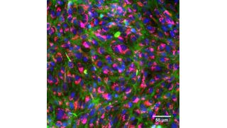 Angefärbte, gesunde Kiemenzellen von Regenbogenforellen: Zellkerne (blau), Membranen (grün), Mitochondrien (rot), Lysosome (pink). (Bild: Vivian Lu Tan, Eawag)