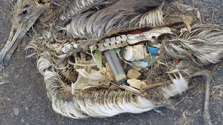 Seevögel wie der Albatross verwechseln umhertreibende Plastikprodukte mit Nahrung - und verenden daran. (Bild: Chris Jordan, cc by 2.0)