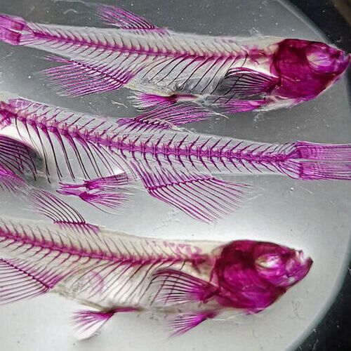 Zebrafish offspring with different skeletal patterns caused by the removal of the SMCHD1 gene in the mothers. Zebrafish offspring with different skeletal patterns caused by the removal of the SMCHD1 gene in the mothers.