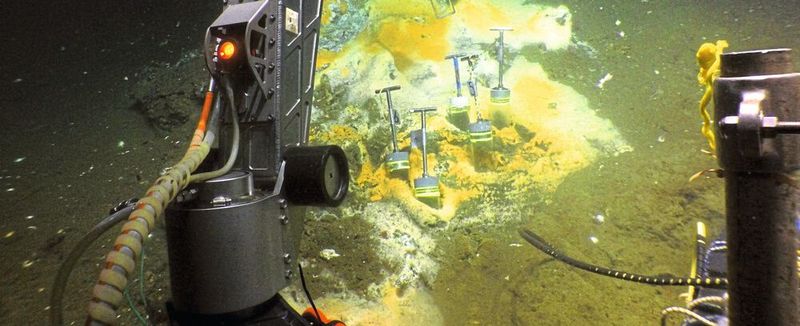 Tauchgang im Golf von Mexiko: Weißlich-orange gefärbte mikrobielle Matten aus schwefeloxidierenden Bakterien zeigen heiße Quellen an, an denen besonders viel Methan und andere energiereiche Verbindungen ausströmen.  (Bild: Woods Hole Oceanographic Institution)