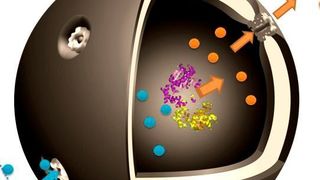Schematische Darstellung der Nano-Kapsel: Die Ausgangssubstanz Glukose-1-phosphat (blau) gelangt durch Poren zum eingekapselten Enzym Phosphoglucomutase, mit dem es reagiert. Das gewünschte Produkt Glukose-6-phosphat (orange) tritt durch die Pore wieder aus. (Ausschnitt) (Universität Basel)
