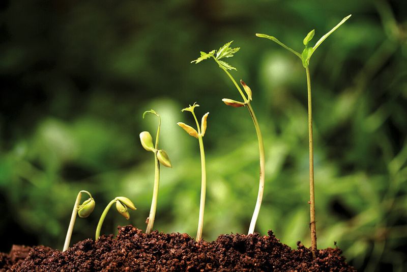 Die theoretische Trennung von Ist-Analyse und Soll-Konzeption in Prozessmanagement-Projekten erstickt die Dynamik des Projektes im Keim. (Bild: FocalPoint - Fotolia.com)