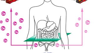 Erhöhtes Organfett (Scan unten) beschleunigt die Alterung von Gehirnnetzwerken. Östradiol (Oe) scheint das Gehirn von Frauen während der Lebensmitte vor strukturellen Schäden (rechts oben). (MPI CBS)