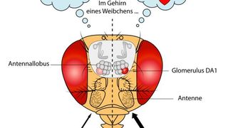 Riecht eine jungfräuliche Taufliege das Pheromon eines Männchens, wird der Duftreiz an den Antennallobus im Gehirn der Insekten weitergeleitet. Dieser Hirnteil besteht aus vielen kugelförmigen Einheiten, sogenannten Glomeruli. Ein ganz bestimmter Glomerulus, DA1 (rosa), wird aktiviert. Der Duft von Essig intensiviert dieses Geruchssignal, wie auf der rechten Seite zu sehen ist. Die Aktivierung des Glomerulus DA1 (rot) wird verstärkt. Auf diese Weise erhöht Essigduft in Kombination mit dem Lockstoff die Paarungsbereitschaft des Fliegenweibchens. (MPI f. chemische Ökologie/ S. Sachse )