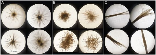 Trichodesmium-​Aggreagate erscheinen in Form pompomartiger „Puffs“, bei denen die Filamente radial (A) oder chaotisch (B) angeordnet sind. Bei „Tufts“ hingegen (C) sind die Filamente parallel gebündelt wie Haare in einer Strähne. (Bild:  Wikimedia Commons)