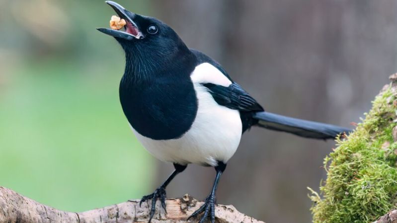 „Elster“ ist das Akronym für Elektronische Steuererklärung, ein seit 1996 bestehendes Online-Portal der deutschen Steuerverwaltungen, hinter dem unter anderem die Software „A12“ steckt. Diese wird nun Open Source. (Bild: ©  Lothar Lenz - stock.adobe.com)