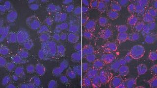 Anheftung von Zika-Viruspartikeln (grün) und extrazellulären Vesikeln aus Samenflüssigkeit (rot) an Zielzellen (Zellkerne in blau). Bei geringen Vesikel-Konzentrationen (links) können sich Viren problemlos an die Zelle anheften und diese infizieren, bei steigenden Konzentrationen der Vesikel wird der Zugang der Viren zu den Bindestellen jedoch zunehmend verhindert und eine Infektion unterbunden. Skala = 20 μM.  (Bild: Rüdiger Groß)