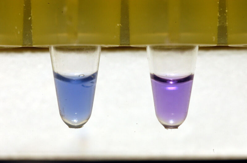 Abb. 4: Im Blue LAMP-Schnelltest führen Positivproben zu einem Farbumschlag von violett nach blau. (Bild: C. Gosch, TU Wien)