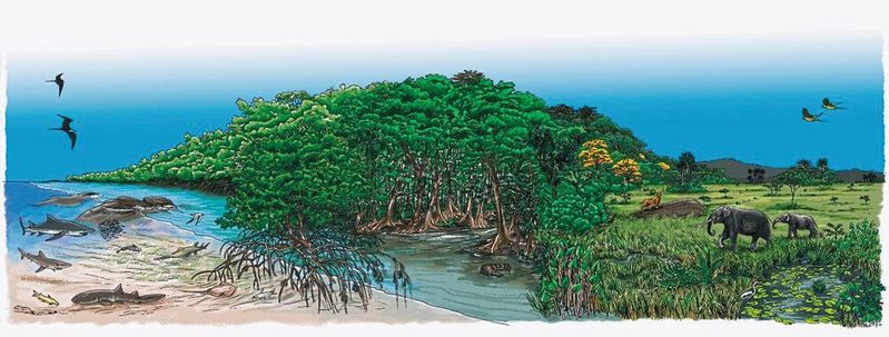 Künstlerische Rekonstruktion der Landschaft von Kourou vor 125.000 Jahren (Mangrove, links) und vor 50.000 Jahren (Savanne, rechts). Vögel, Kaimane, Mastodons und Säbelzahntiger wurden in den Fossiliensammlungen von Guayana noch nicht entdeckt. (Bild:  C. Pourcher)