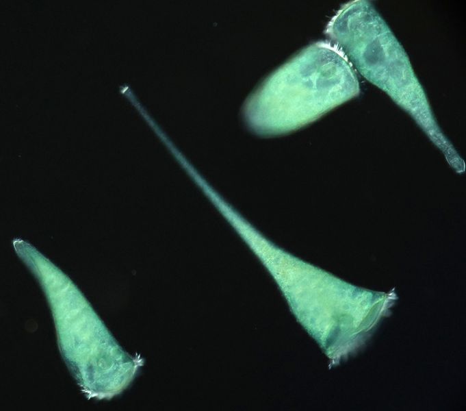 Einzeller liebt stille Ecken  Stentor coeruleus wird etwa einen Millimeter lang und hat wegen seiner trompetenartigen Form den Spitznamen Schnabeltier der Mikroorganismen erhalten. In einem Laborversuch zeigte der einzellige Organismus eine auffällige Verhaltensweise.     Als Assistenzprofessor Syun Echigoya von der Hokkaido University Haferkörner als Nahrung in eine Kulturschale gab, sammelten sich die Einzeller in den schmalen Spalten. „Dieser Moment ließ uns vermuten, dass sie empfindlich auf die umgebende Geometrie reagieren könnten“, sagt Echigoya. Um das zu testen, entwarf das Forschungsteam winzige Kammern mit verschiedenen geometrischen Formen.   Darin schwammen die Stentor-coeruleus-Zellen zunächst frei umher, bevorzugten langfristig aber Ecken und Furchen. Sie streckten und verformten sich, um sich möglichst weit in diese Ecken hineinzuzwängen, wo sie sich an die Oberfläche anhefteten. „Diese Erkenntnisse deuten darauf hin, dass selbst subtile physikalische Merkmale in natürlichen Umgebungen einen großen Einfluss darauf haben können, wo Mikroorganismen leben und wie sie sich ausbreiten“, erläutert Associate-Professor Yukinori Nishigami.   Hier gehts zur Originalmeldung Wissenschaftsbild des Tages vom 7.4.2026  (Bild: Laboratory of Physical Ethology, Hokkaido University)