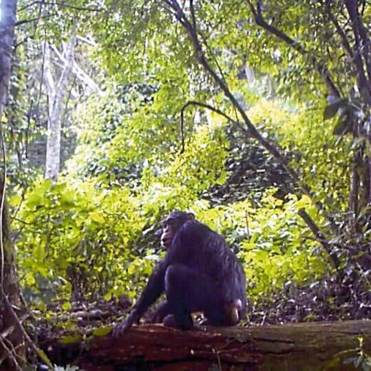 Schimpanse im Dschungel: Die Forscher verwendeten Kotproben als nicht-invasive Methode, um genetisches Material zu gewinnen, ohne die Schimpansen zu stören.