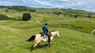 The questionnaire developed for the study, the HAQ, adapts an existing measure used for pets like dogs and cats, allowing researchers to examine the unique human–horse relationship through the lens of attachment theory.  (Source: Océane Liehrmann)