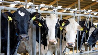 Schaut nicht so überlegen, wir finden euch doch! Wenn eine Kuh krank wird, ist es oft schwer, das betroffene Tier aus einer großen Herde herauszufinden, um es behandeln zu können. Osnabrücker Forscher wollen per KI deshalb nun die Rasterfahnung nach Einzeltieren einläuten ... (Bild: GB Kommunikation Hochschule Osnabrück)