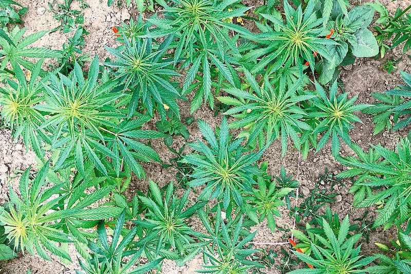 Hanf im Trockenjahr 2018 (Bild: Flemming/ATB)