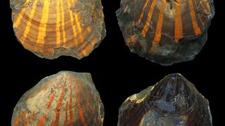 Verschiedene Fluoreszenzfarben bei der fossilen Kammmuschel Pleuronectites. (Bild: Klaus Wolkenstein)