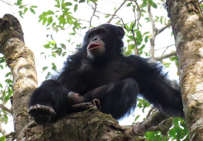 Der Westafrikanische Schimpanse wird auf der Roten Liste der Weltnaturschutzunion (IUCN) als vom Aussterben bedroht aufgeführt.