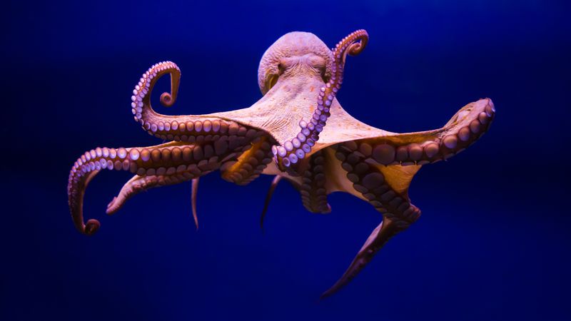 Beim Oktopus abgeschaut: Forschende haben eine filmähnliche Dünnschichtplattform entwickelt, die nicht nur ihre Farbe, sondern auch die Oberflächenstruktur dynamisch verändern kann.(Bild:  AdobeStock_95634179_ CrazyForAnimeArt)
