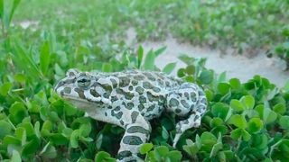 Die Wechselkröte (Bufo viridis) und ihre Kaulquappen können in ihrem Lebensraum Gewässer hormonell aktiven Substanzen (wie dem Pillen-Östrogen EE2) ausgesetzt sein. (Bild: Amaël Borzée)