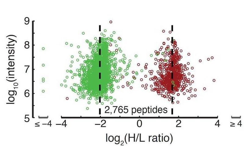 Massenspektrometrische Analyse von Peptiden, die aus der Kokultur menschlicher Zellen (rot) und Mauszellen (grün) gewonnen wurden. Durch die CTAP-Methode wurden die Peptide spezifisch mit „schweren“ (H) und „leichten“ (L) Isotopen markiert. (Bild: Nicholas Gauthier, Chris Sander, Martin Miller)