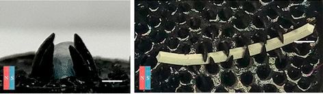 In Experimenten griff das Material nach einem 3D-gedruckten Zylinder und einem Gummiband und trug jedes einzelne an neue Orte. (Bild:  American Chemical Society)