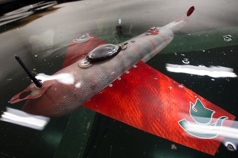 Der Roboter-Fisch Grace bei Schwimmversuchen im Labor (Michigan State University/G.L. Kohuth)