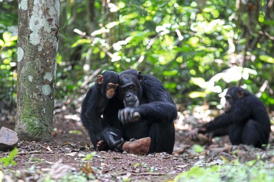 Die einjährige Joya beobachtet und lernt den Umgang mit einem Werkzeugset von ihrer Mutter Jire: einem Steinhammer und einem Steinamboss, die zum Knacken von Nüssen verwendet werden, Bossou, Guinea, Westafrika.(Bild:  Tetsuro Matsuzawa)