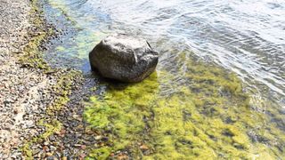 Sie sind grün, glibberig und manchmal auch gefährlich: Wer am Ufer von Seen unterwegs ist, findet immer öfter Teppiche von Fadenalgen, zunehmend auch in klaren und sauberen Gewässern. (Sabine Hilt/IGB)