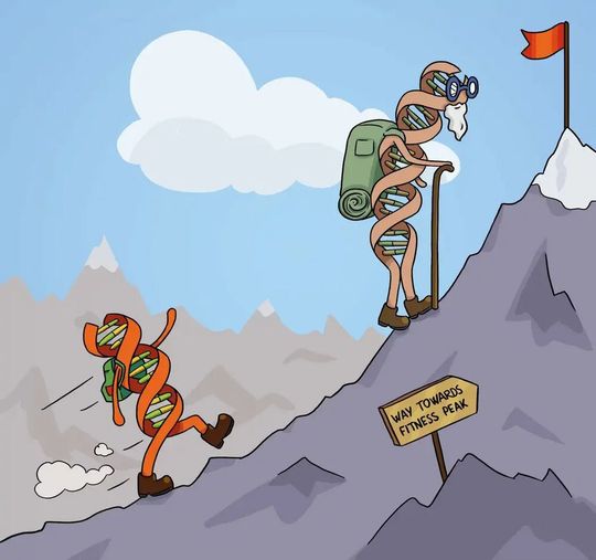 Der Weg zum Fitness-Gipfel: Je jünger die Gene desto schneller passen sie sich an. Der Weg zum Fitness-Gipfel: Je jünger die Gene desto schneller passen sie sich an.