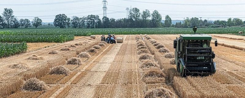 Getreideernte im Statischen Düngungsversuch in der UFZ-Versuchsstation Bad Lauchstädt (Sachsen-Anhalt).(Bild:  André Künzelmann / UFZ)