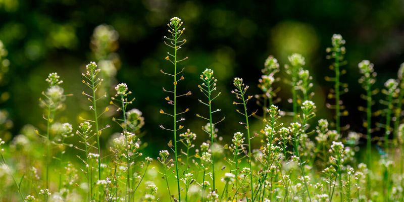 Als Modell für die Arbeiten der aktuellen Studie diente eine mit dem Hirtentäschel (im Bild) verwandte Art (Capsella rubella). (Bild: ©  Victoria Moloman - stock.adobe.com)