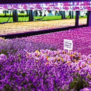 Anbauen lassen sich in den Gewächshäusern Gemüse, Salate, Kräuter oder Keimpflanzen. (Bild:  Ultragreens)