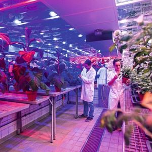 Die LEDs emittieren Licht einer definierten Wellenlänge, die von den Pflanzen gut aufgenommen wird.