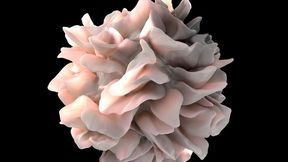 Artistic rendering of a human dendritic cell (Source: Don Bliss & Sriram Subramaniam, National Cancer Institute)