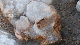 Der Schädel von Motala1, eines ungefähr 8.000 Jahre alten schwedischen Jägers und Sammlers, dessen DNA in dieser Studie untersucht wurde. (Bild: Fredrik Hallgren)