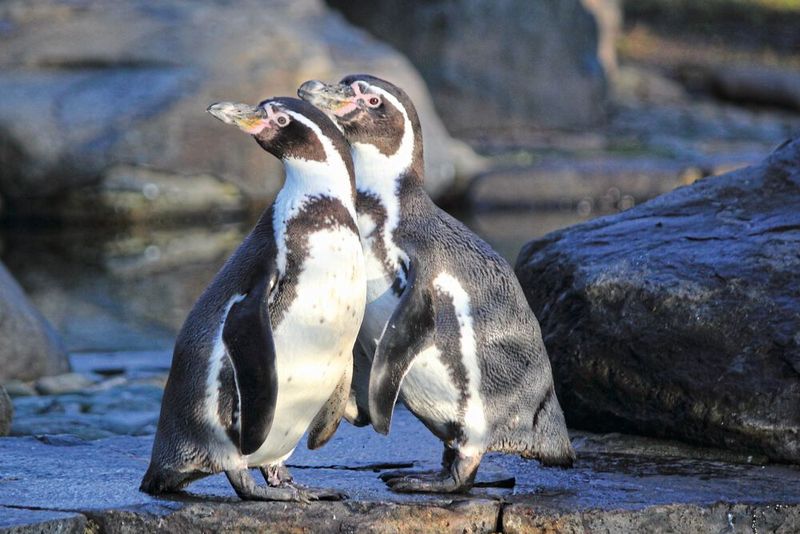 Pinguine sind Überlebenskünstler  Humboldt-Pinguine haben noch einen Trick, um mit hohen Temperaturen zurechtzukommen: Sie können Salzwasser trinken, um dem Körper stets genug Flüssigkeit für das Verdunsten beim Hecheln zuzuführen. Dafür besitzen sie spezielle Salzdrüsen oberhalb der Augen, mit denen sie überschüssiges Salz ausscheiden können wie über die Nieren. (Bild: gemeinfrei, Dušan veverkolog)