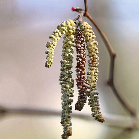 Fliegen viele Pollen in der Außenluft, kommt es zu erhöhten Infektionsraten mit SARS-CoV-2. Dies hat ein internationales Team unter der Leitung von Forschenden der Technischen Universität München (TUM) und des Helmholtz Zentrums München mit einer breit angelegten Studie gezeigt. (Symbolbild) Fliegen viele Pollen in der Außenluft, kommt es zu erhöhten Infektionsraten mit SARS-CoV-2. Dies hat ein internationales Team unter der Leitung von Forschenden der Technischen Universität München (TUM) und des Helmholtz Zentrums München mit einer breit angelegten Studie gezeigt. (Symbolbild)