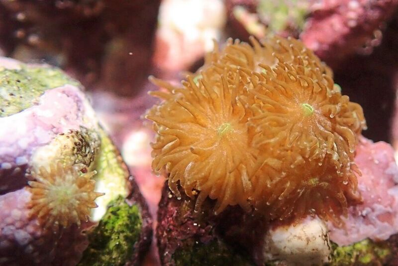 Im Alter von zwölf Monaten ähneln die Polypen von Leptastrea purpurea einer See-Anemone. (Universität Oldenburg/Mareen Möller)